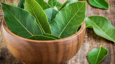 Bay Leaf water for Blood Sugar Control |ಮಧುಮೇಹಕ್ಕೆ ಸಂಜೀವಿನಿ.. ಈ ಎಲೆ ...