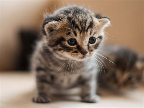 Pictures Of Cute Cats