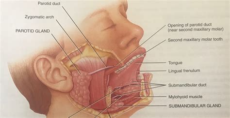 Where Does Saliva Enter The Mouth at Tayla Wilkin blog