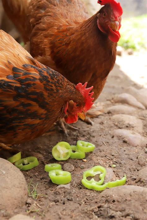 Can Chickens Eat Jalapenos? Is it Safe?