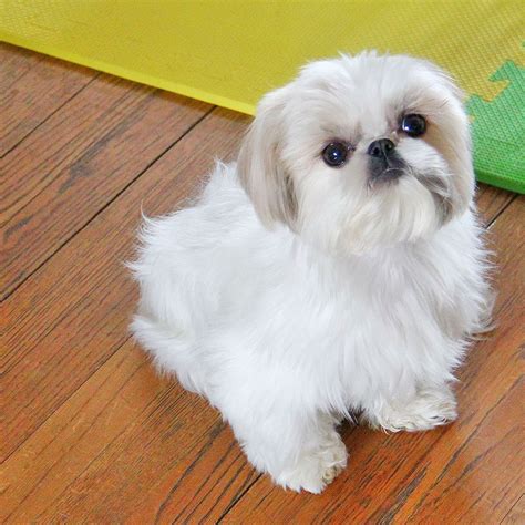 Shih Tzu White