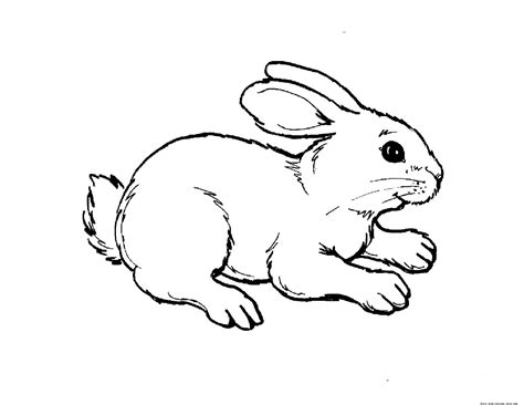 Print out animal rabbit pictures Colouring pages for kidsFree Kids ...