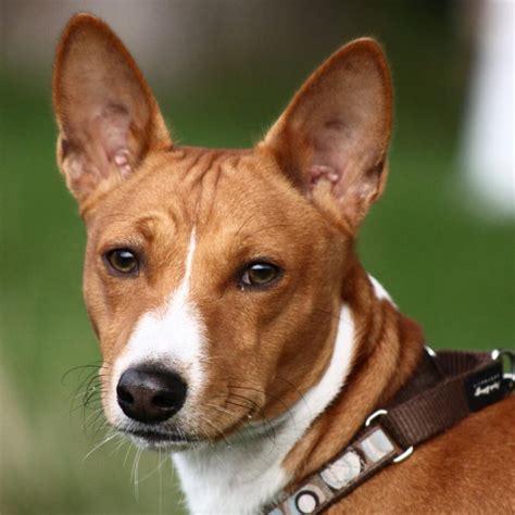 51 Dog Breeds That Don't Shed (Hypoallergenic Dogs)