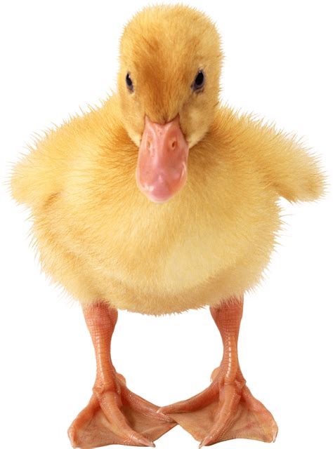 Yellow Duck, Cute Duckling, Adorable Waterfowl Free PNG