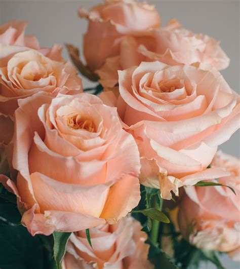 Peach Colored Flowers