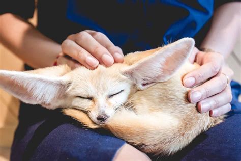 Fennec Fox Animal Facts - Vulpes zerda - A-Z Animals