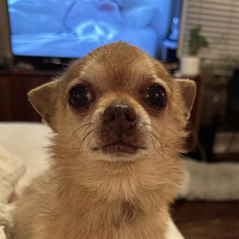 Yoshi - 15/10 Foundation