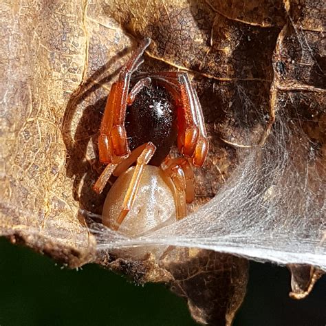 Maryland Biodiversity - View Thumbnails - Broad-Faced Sac Spider ...