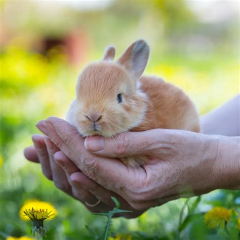 Adoptable Animals | Animal Services | City of Corona