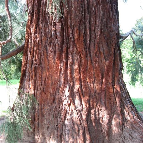 Giant Sequoia Tree Leaves