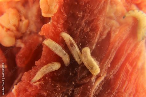 Larvae of flies on meat. Housefly (Musca domestica) maggots. maggot ...