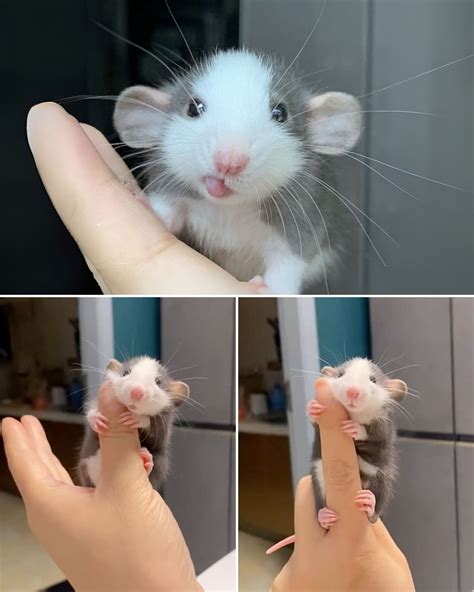 Meet the Baby “Husky Dumbo” Rat: The Cutest Little Explorer You’ll See ...