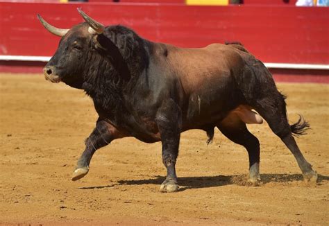Spanish Fighting Bull Breeds