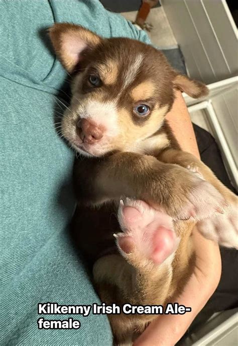 Adopt Kilkenny Irish Cream Ale Today - Pets TheCountyOffice