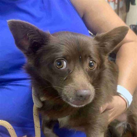 Coco 70603 – Humane Society of Wicomico County