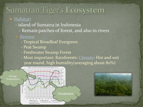 PPT - Sumatran Tiger PowerPoint Presentation, free download - ID:1967667