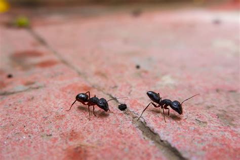 Little Black Ants In House