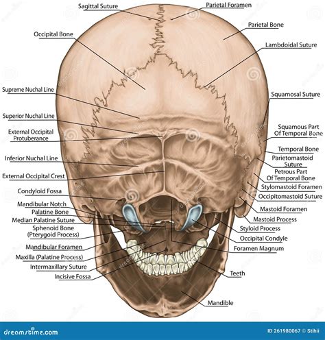 BOARD Skull, Posterior View Stock Illustration - Illustration of ...