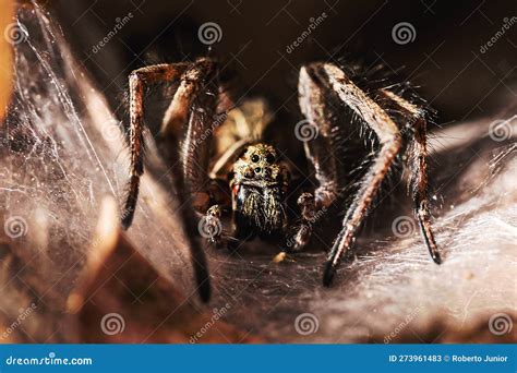 Brazilian Spider Known As Armadeira, Monkey Spider or Banana Spider, Poisonous and Hunter, Macro ...