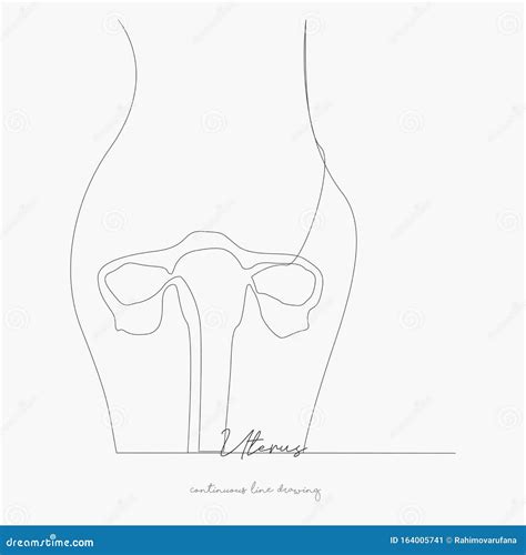 Continuous Line Drawing. Uterus. Simple Vector Illustration. Uterus Concept Hand Drawing Sketch ...