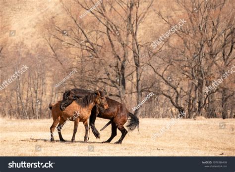 130 imágenes de Pradera concepción - Imágenes, fotos y vectores de ...