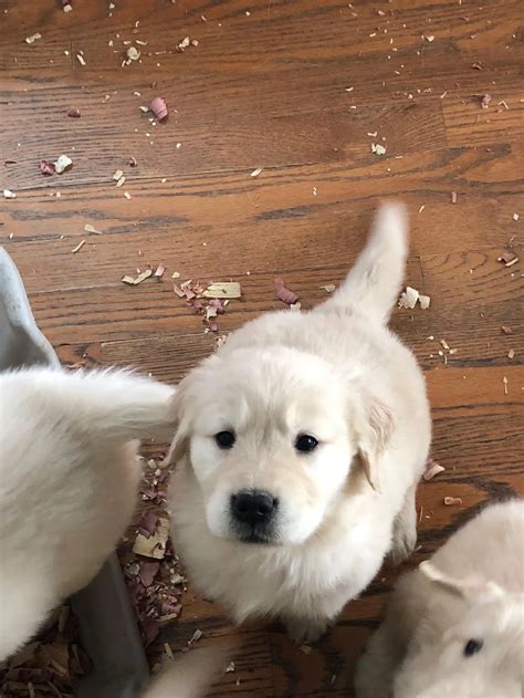 We are bringing this handsome fella home on Friday. Ive always wanted a ...