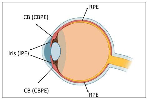 Pigment Epithelia of the Eye: Cell-Type Conversion in Regeneration and ...