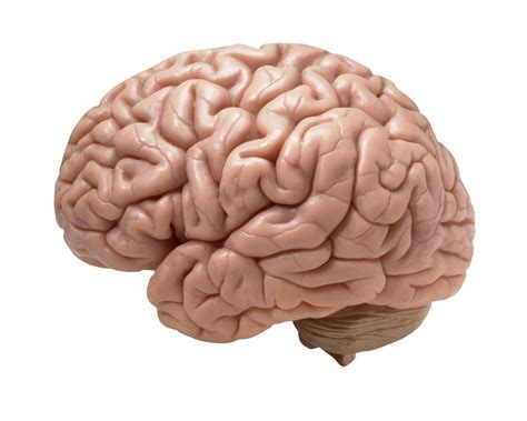 Types of the Brain | Human brain | impertinence of Brain - E-Learn