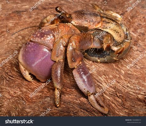 Hermit Crab Without Shell