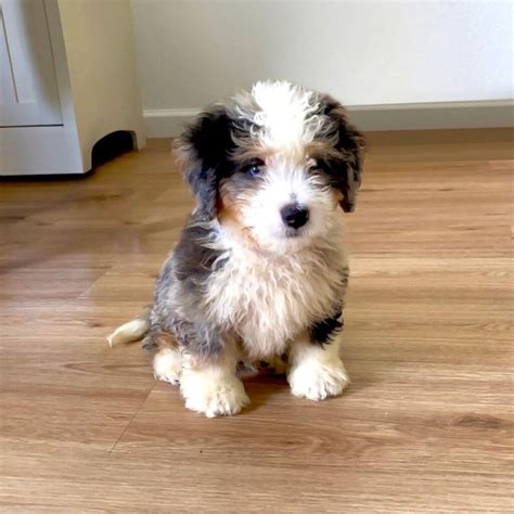 Mini Bernedoodle Puppies for Sale | Home Trained Bernedoodles