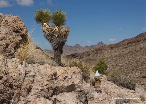 Castle Mountains National Monument! - The Bill Beaver Project
