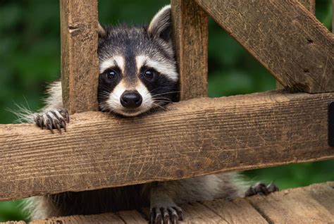 Are Raccoons Related To Cats Or Dogs