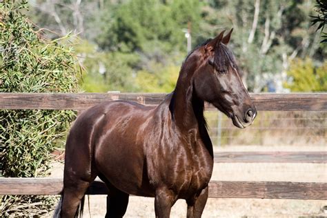Tennessee Walking Horse - ehorses Magazine