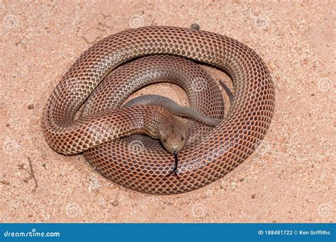 Mulga or King Brown Snake stock photo. Image of australian - 188481722