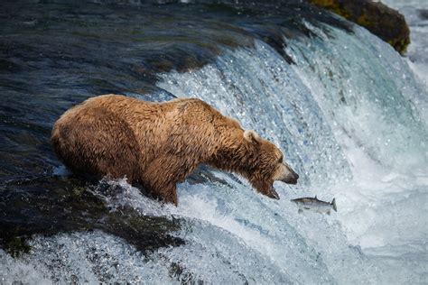 Bear Cam’s Captivating, Unedited Zen | The New Yorker