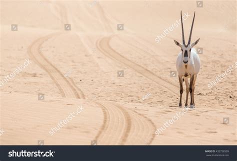 Oryx In Qatar: Over 595 Royalty-Free Licensable Stock Photos | Shutterstock