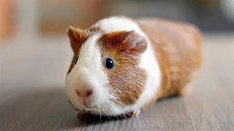How Do Guinea Pigs See The World at Savannah Eades blog