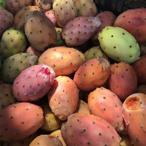 The Centralas Prickly Pear Odyssey — CENTRALAS