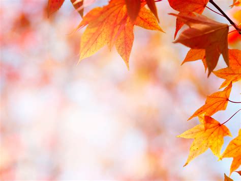 Fall foliage: Typical colors for fall leaves