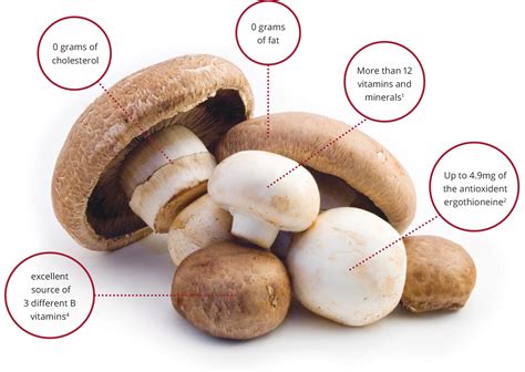 Mushroom Health Benefits Superfood at John Pullen blog