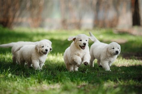 Mini Golden Retriever Breed Profile: Size, Price and More… | All Things ...