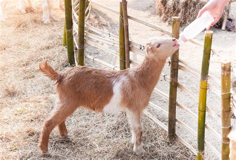 Premium Photo | Feeding baby goat with milk bottle at farmfeed the ...