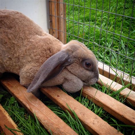 Rabbit Breed Velveteen at Billy Mccormick blog