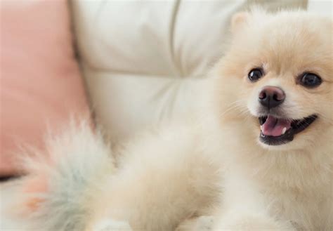 Veterinary Care in Newcastle, WA | Animal Hospital of Newport Hills