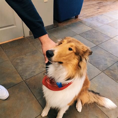 Gallery | Bloomsburg Vet Hospital