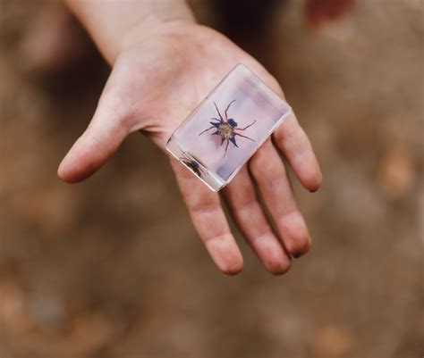 The Smallest Spider In The World