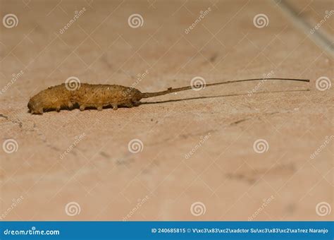 Rat-tailed Maggot Seeking a Suitable Place To Pupate. Stock Image ...