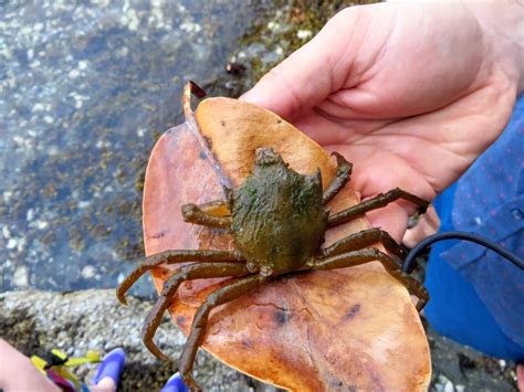 What Small Animals Eat Seaweed at Anthony Tryon blog