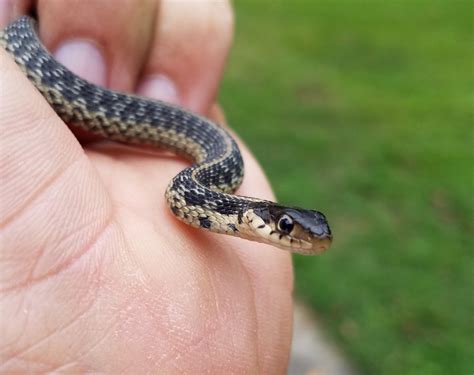 Baby garter snake : r/babyanimals