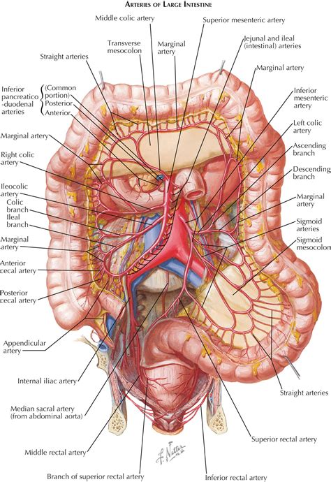 Overview of Lower Digestive Tract - Clinical Tree
